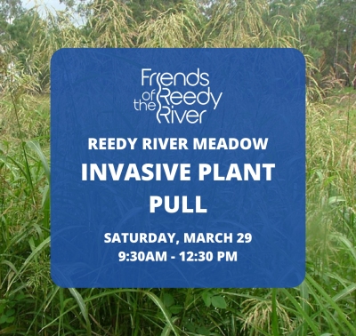 Volunteer Opportunity at Reedy River Meadow 